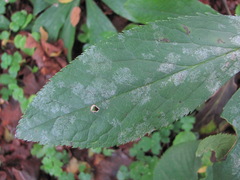 Erysiphe hellebori