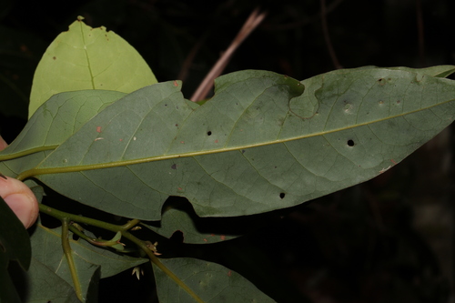 Image of Cryptocarya glaucescens by (c) Greg Tasney, some rights reserved (CC BY-SA)