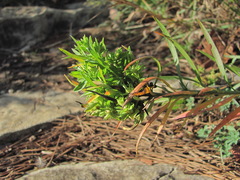 Aceria linosyrina