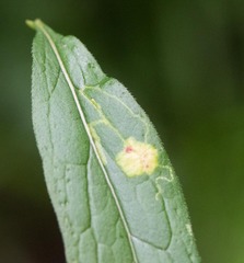 Phytomyza solidaginivora