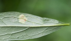 Phytomyza solidaginivora