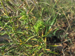 Aceria linosyrina
