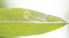 Phytomyza solidaginivora