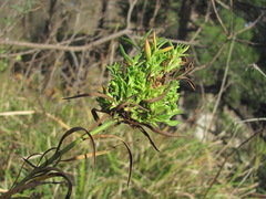 Aceria linosyrina