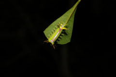 Anaxidia lozogramma