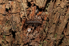 Allothereua maculata