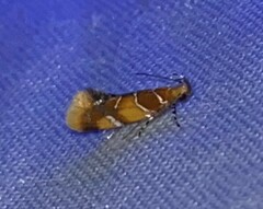 Epicallima argenticinctella