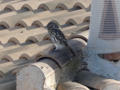 Athene noctua vidalii