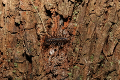 Allothereua maculata