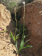 Chlorophytum namaquense