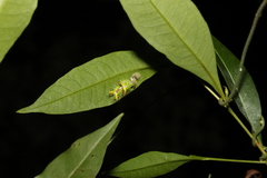 Anaxidia lozogramma