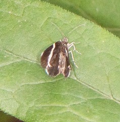 Trichodezia albovittata