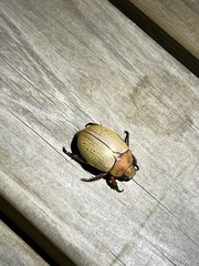 Anoplognathus olivieri