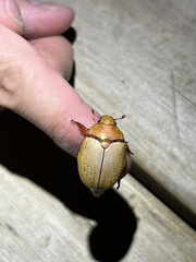 Anoplognathus olivieri