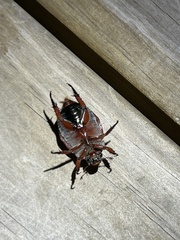 Anoplognathus olivieri