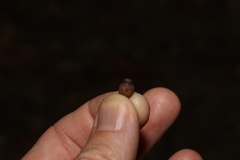 Corymbia trachyphloia