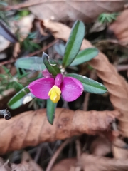 Polygaloides chamaebuxus