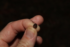 Corymbia trachyphloia