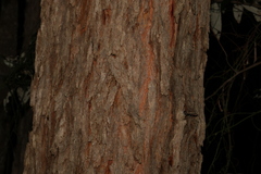 Corymbia trachyphloia
