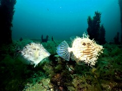 Chaetodermis penicilligerus