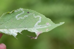 Phyllocnistis populiella