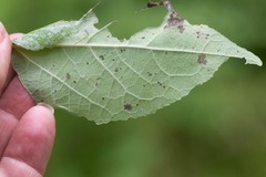 Phyllocnistis populiella