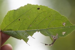 Phyllocnistis populiella