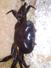 Pseudothelphusidae