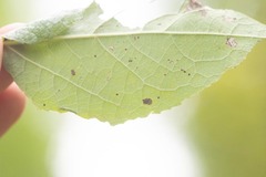 Phyllocnistis populiella