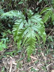 Tectaria subtriphylla