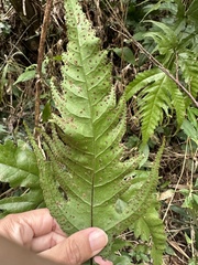 Tectaria subtriphylla