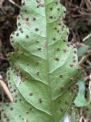 Tectaria subtriphylla
