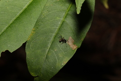 Polyrhachis rufifemur