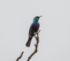 Cinnyris bifasciatus microrhynchus