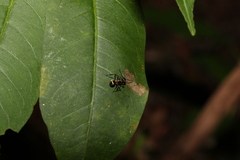 Polyrhachis rufifemur