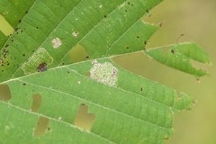 Phyllonorycter lucetiella