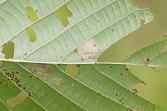 Phyllonorycter lucetiella