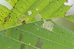 Phyllonorycter lucetiella