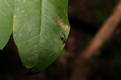 Polyrhachis rufifemur