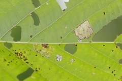 Phyllonorycter lucetiella