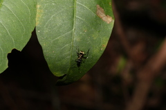Polyrhachis rufifemur