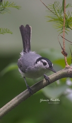 Polioptila