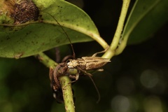 Temnosternus planiusculus