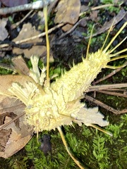 Akanthomyces
