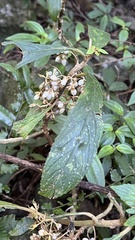 Rhynchotechum discolor
