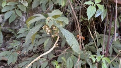 Rhynchotechum discolor