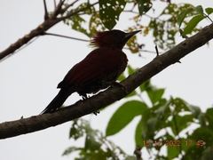 Chrysophlegma miniaceum