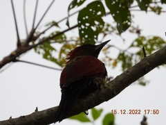 Chrysophlegma miniaceum