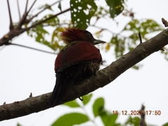 Chrysophlegma miniaceum