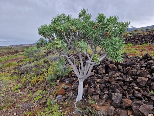Kleinia neriifolia (Kleinia neriifolia)